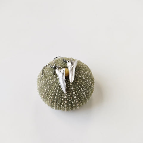 Sterling silver shark tooth earrings sitting atop a small kina (sea urchin) shell.